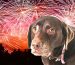 dog-scared-of-fireworks-anxiety-cbd