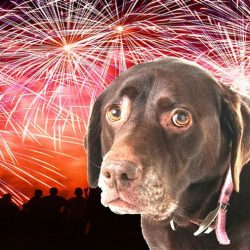 dog-scared-of-fireworks-anxiety-cbd